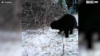 Ce chat est terrifié par la neige!