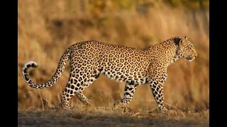 Leopard kills Deer - Animals Attack - Wildlife Documentary Part 2