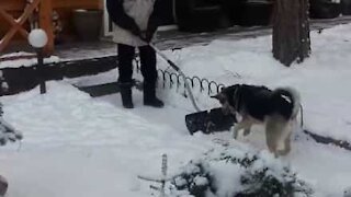 Dog picks fight with owner's snow shovel