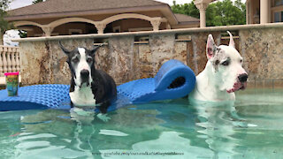 Great Danes go for a relaxing afternoon swim