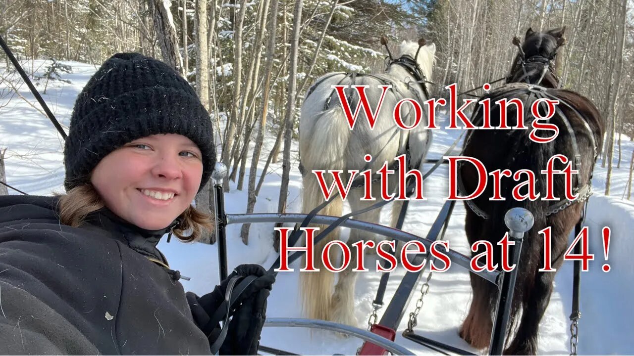 can-a-14-year-old-work-with-draft-horses