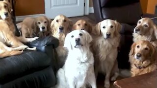 Golden Retrievers create the most beautiful stampede imaginable