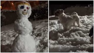 Dogs protect their house from a major threat: a snowman!