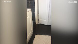 Cat gives scary look as it spies on owner in bathroom