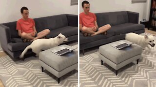Needy Labrador humorously demands owner's attention