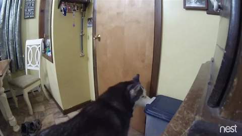 Husky discovers how to fetch her own food