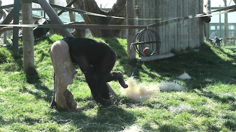 Monkeys play a hilarious game of tug-of-war