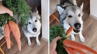 Healthy husky loves munching on fresh carrots