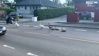 Family of swans relax in middle of road and cause long traffic queues