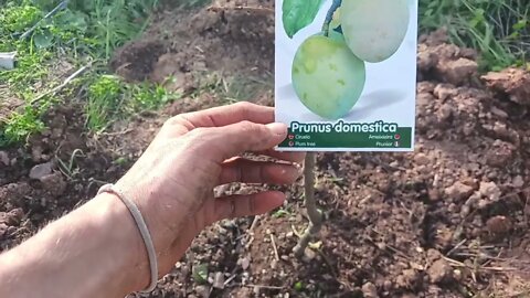 Transplanting Fruit Trees for 3 days - OP. LIGHTHOUSE Portugal - Alkaline Electric fruit forest