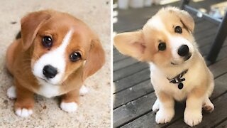 Cute Puppies 😍 Cute Funny and Smart Dogs Compilation _ Cute Buddy