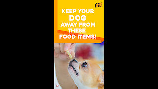 Human foods that your dogs should not eat *