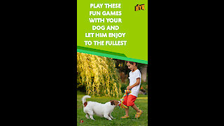 Top 4 Fun Games To Play With Your Dog