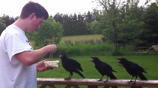 Rescued baby crows learn to eat from chopsticks
