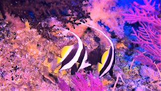 Beautiful bannerfish swim gracefully through the depths on the coral reef