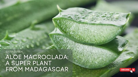 Aloe Macroclada from Madagascar (Segment from Pushing the Limits Podcast with Lisa Tamati)