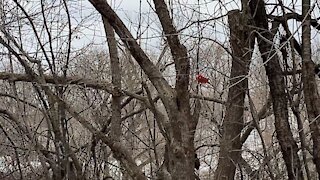 Cardinal and friends