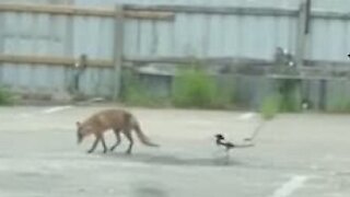 Just a magpie and a fox being best friends together