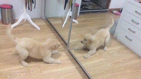 Golden Retriever puppy plays with mirror reflection