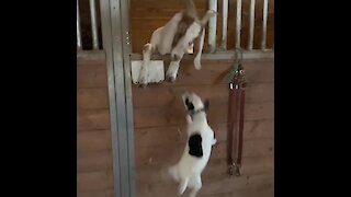 You won't believe how much this dog loves her goats
