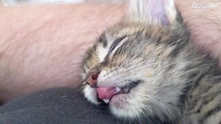 Sleepy kitten dreams of a tasty meal