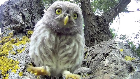 Curious Baby Owls Investigate Camera Lens