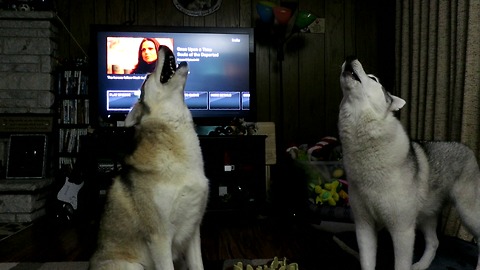 Huskies interrupt TV show with epic howling session