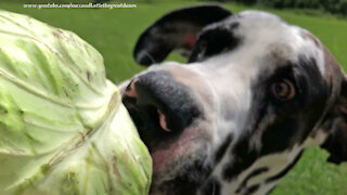 Funny Great Dane Has A Ball Playing With A Cabbage