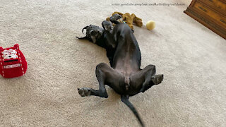 Happy Upside Down Great Dane Loves To Do Yoga