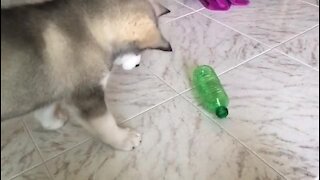 Adorable husky puppy doesn't trust the water bottle