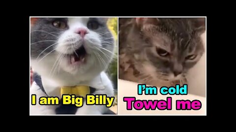 Cats talking !! these cats can speak english better than hooman