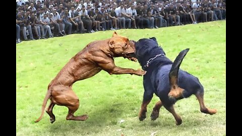 How Can You Tell if Dogs are Playing or Fighting? – American Kennel Club