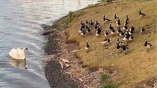 Bossy swan runs geese off lake