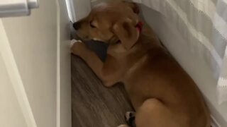 Puppy finds epic hiding spot after making huge mess
