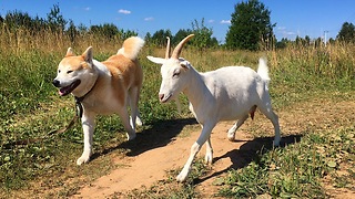 Goat Loves To Go For Walks With Canine Best Friend