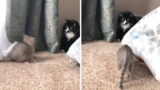 Playful adopted kitten is a constant energy burst
