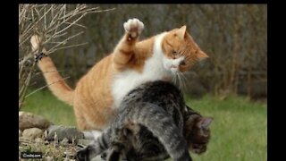 Cats quarrel