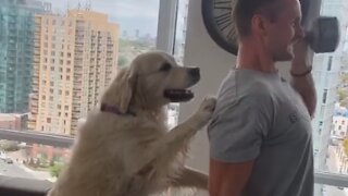 Helpful dog ends up being the perfect workout partner