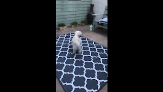 Cute dog plays with her tail