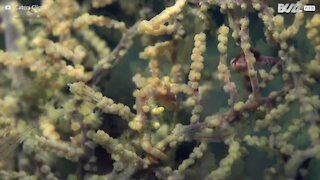 Rarissimo cavalluccio marino pigmeo filmato sul fondale marino