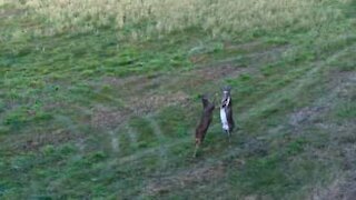 Video af hjorte der slås
