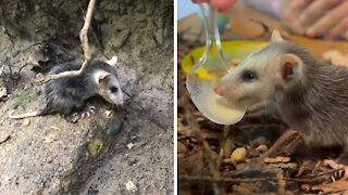 Abandoned baby possum rescued from certain death