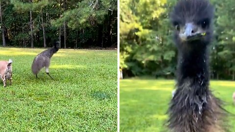 Frisky Emu has the goofiest personality on the farm