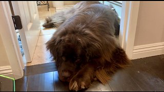 Tired Newfoundland decides to play, then quickly changes his mind