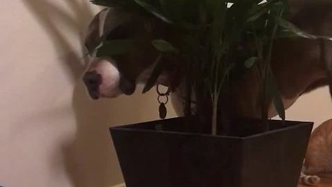 Pit Bull has strange fascination with house plant