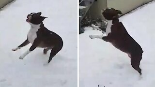 Boston Terrier can't stop jumping to catch snowflakes