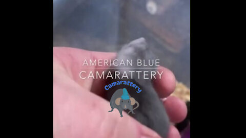 American Blue Baby Rat