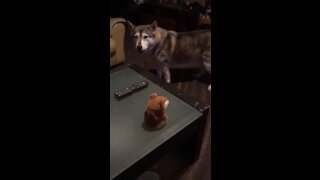Alaskan Malamute has full-blown discussion with talking toy hamster