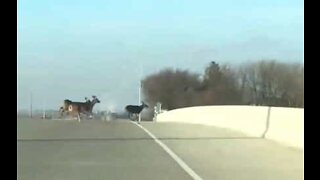 Des rennes affolés traversent l'autoroute à toute vitesse