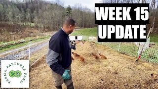 Week 15 Update: Chicken Tractor On Steroids